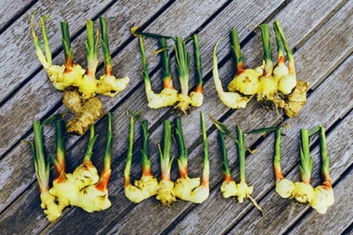 Galangal Is So Effective Against Colds