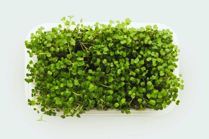 Microgreens - Health Benefits And Risks