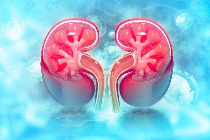 Kidneys